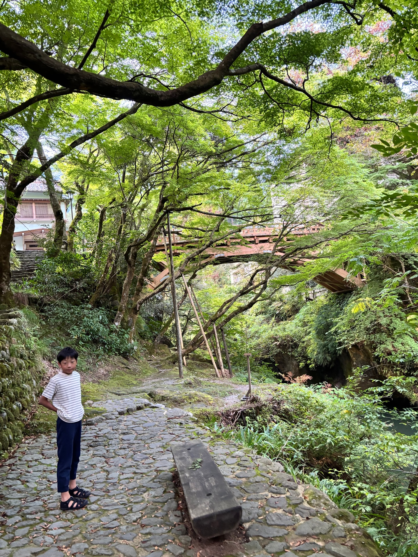 木々の間に見えるこおろぎ橋と川沿いの石畳